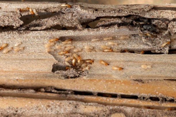Best Wildlife Control Services  in Vista Center, NJ