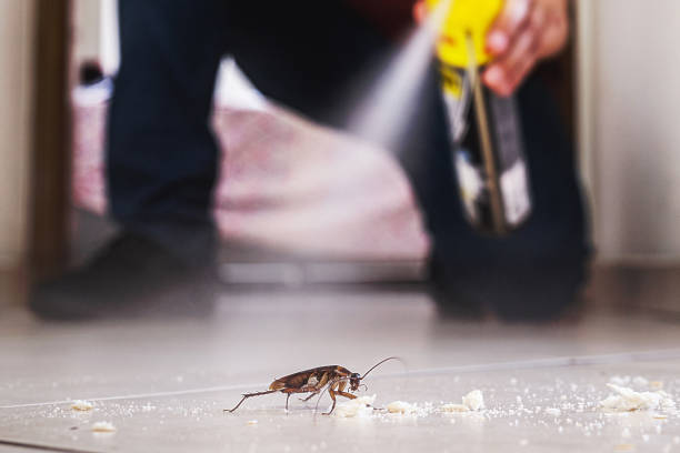 Spider Control Near Me in Vista Center, NJ